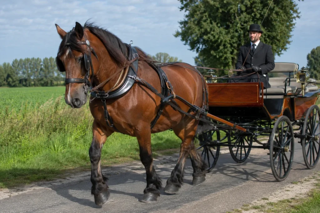 Peut-on vraiment monter un cheval de trait ?