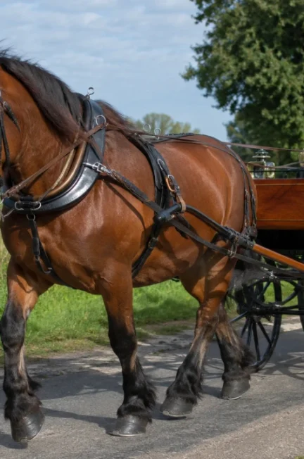 Peut-on vraiment monter un cheval de trait ?